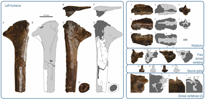 Image: Martin-Silverstone et al. 2016.